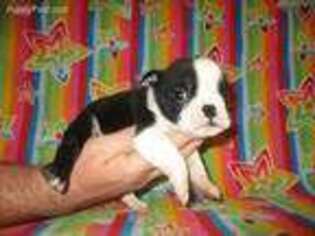 Olde English Bulldogge Puppy for sale in Meriden, IA, USA