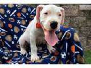 Dogo Argentino Puppy for sale in Lancaster, PA, USA