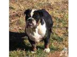 Bulldog Puppy for sale in PRESCOTT VALLEY, AZ, USA