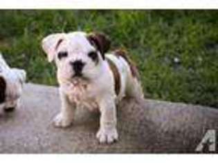 Bulldog Puppy for sale in GREENACRES, WA, USA