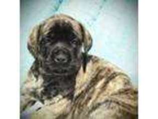 Mastiff Puppy for sale in Joplin, MO, USA