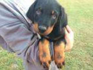 Rottweiler Puppy for sale in Berlin, NJ, USA