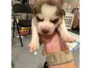 Siberian Husky Puppy for sale in Billings, MT, USA