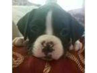 Boxer Puppy for sale in Westland, MI, USA