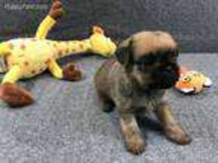 Brussels Griffon Puppy for sale in Ashville, OH, USA
