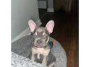 French Bulldog Puppy for sale in Ashland, OH, USA