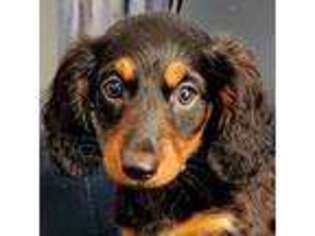 Dachshund Puppy for sale in Ridge, NY, USA