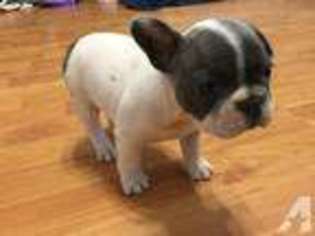 French Bulldog Puppy for sale in HUFFMAN, TX, USA