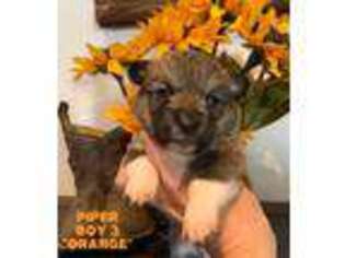Pembroke Welsh Corgi Puppy for sale in Sudan, TX, USA