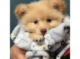 Pomeranian Puppy for sale in Cape Coral, FL, USA