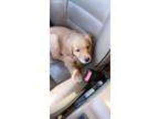 Golden Retriever Puppy for sale in Broomfield, CO, USA
