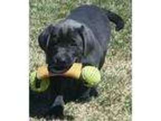 Labrador Retriever Puppy for sale in Stevens Point, WI, USA