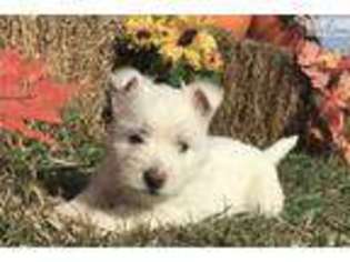 West Highland White Terrier Puppy for sale in Salina, KS, USA