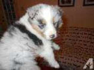 Shetland Sheepdog Puppy for sale in KNOXVILLE, TN, USA