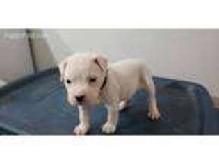 American Bulldog Puppy for sale in Cleveland, OH, USA