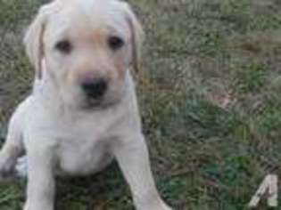 Labrador Retriever Puppy for sale in CROSS TIMBERS, MO, USA