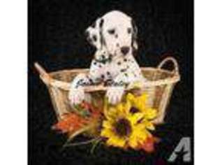 Dalmatian Puppy for sale in CANTON, OH, USA