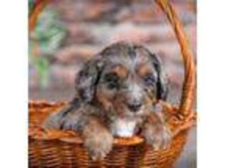 Mutt Puppy for sale in Flat Rock, IL, USA