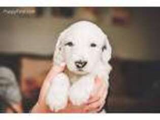 Goldendoodle Puppy for sale in Ames, IA, USA
