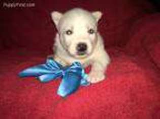 Siberian Husky Puppy for sale in Newton, MS, USA