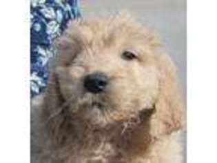 Goldendoodle Puppy for sale in Franktown, CO, USA