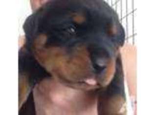 Rottweiler Puppy for sale in EAGLE CREEK, OR, USA