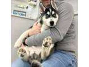 Medium Photo #1 Siberian Husky Puppy For Sale in Lynchburg, VA, USA
