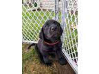 Labrador Retriever Puppy for sale in Stillman Valley, IL, USA