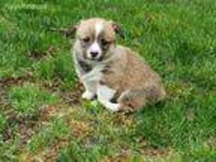 Pembroke Welsh Corgi Puppy for sale in Lakewood, WA, USA