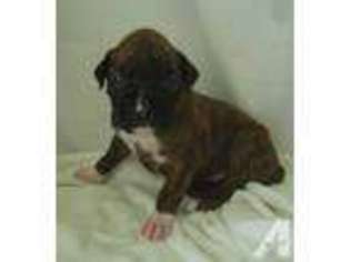 Boxer Puppy for sale in SAINT PAUL, MN, USA