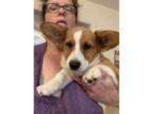 Cardigan Welsh Corgi Puppy for sale in Columbia, SC, USA