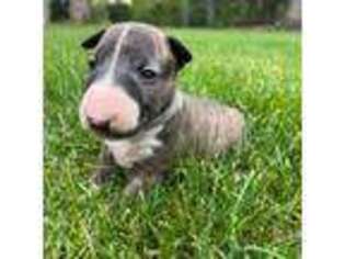 Bull Terrier Puppy for sale in Wood Dale, IL, USA