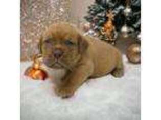 American Bull Dogue De Bordeaux Puppy for sale in Kerens, TX, USA