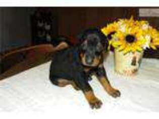 Doberman Pinscher Puppy for sale in Flint, MI, USA