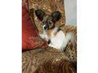 Papillon Puppy for sale in Shawnee, OK, USA