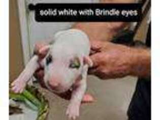 Bull Terrier Puppy for sale in Franklinton, LA, USA