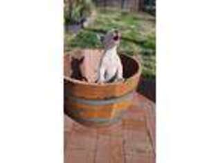 Bull Terrier Puppy for sale in Atwater, CA, USA
