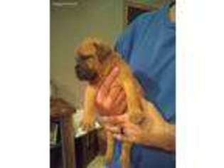 Bullmastiff Puppy for sale in Walnut, KS, USA