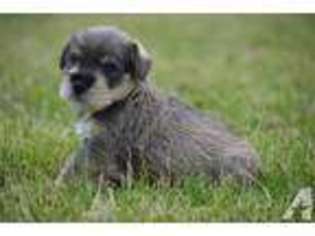 Mutt Puppy for sale in WHITE MILLS, KY, USA
