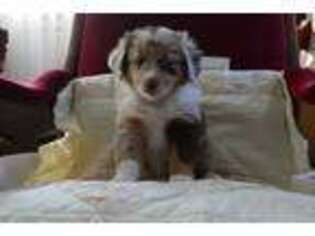 Miniature Australian Shepherd Puppy for sale in Rogersville, AL, USA