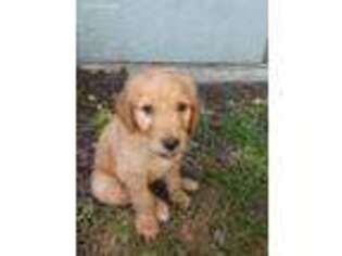 Goldendoodle Puppy for sale in Mason, OH, USA