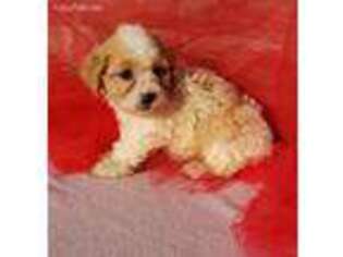 Cavachon Puppy for sale in Dundee, OH, USA