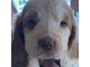 Clumber Spaniel Puppy for sale in Briggsville, AR, USA