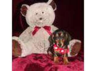 Dachshund Puppy for sale in Polk City, FL, USA