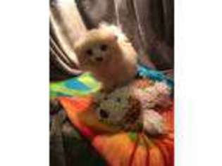 Pomeranian Puppy for sale in Amity, MO, USA