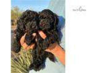 Labradoodle Puppy for sale in Phoenix, AZ, USA