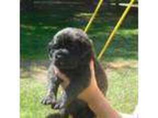 Mastiff Puppy for sale in Sumner, MI, USA