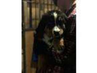 Bernese Mountain Dog Puppy for sale in Evergreen, CO, USA