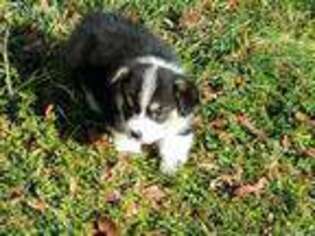 Pembroke Welsh Corgi Puppy for sale in Statesville, NC, USA
