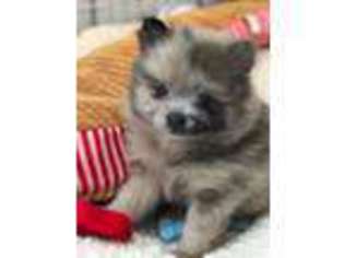 Pomeranian Puppy for sale in Ewa Beach, HI, USA